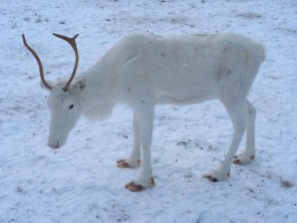 A snow white reindeer... perfectly campuflaged!