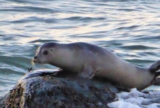 A rare seal sighting at Horseneck Beach